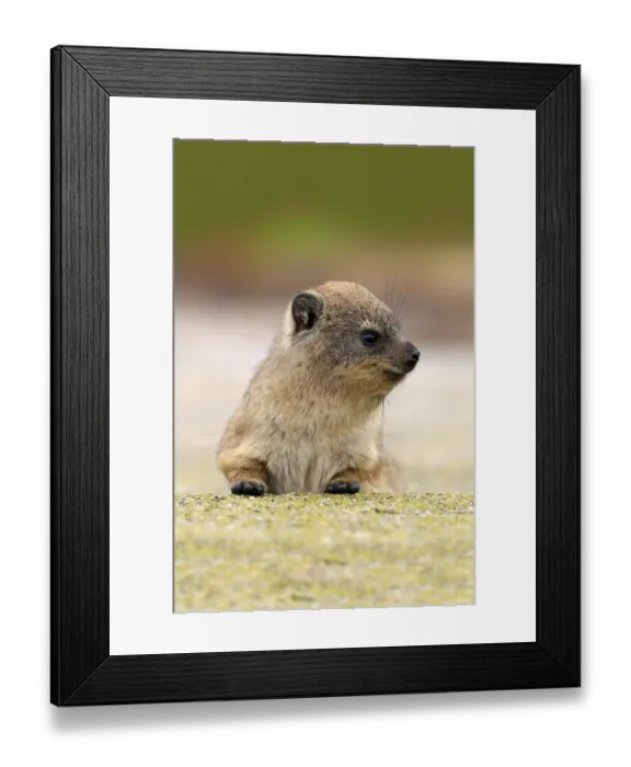Framed Print : Rock Hyrax -Procavia capensis-, young, portrait, alert, Bettys Bay, Western Cape, South Africa Framed Print : Rock Hyrax -Procavia capensis-, young, portrait, alert, Bettys Bay, Western Cape, South Africa