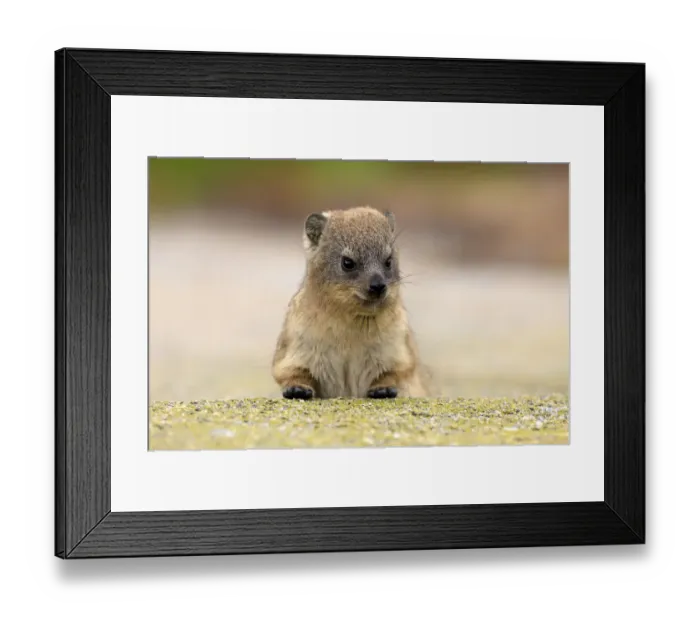 Framed Print : Rock Hyrax -Procavia capensis-, young, portrait, alert, Bettys Bay, Western Cape, South Africa
