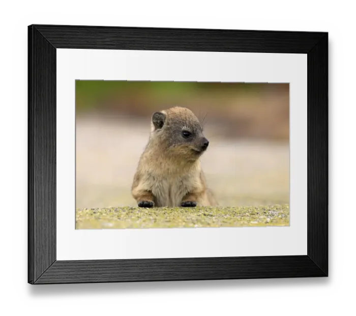 Framed Print : Rock Hyrax -Procavia capensis-, young, portrait, alert, Bettys Bay, Western Cape, South Africa Framed Print : Rock Hyrax -Procavia capensis-, young, portrait, alert, Bettys Bay, Western Cape, South Africa