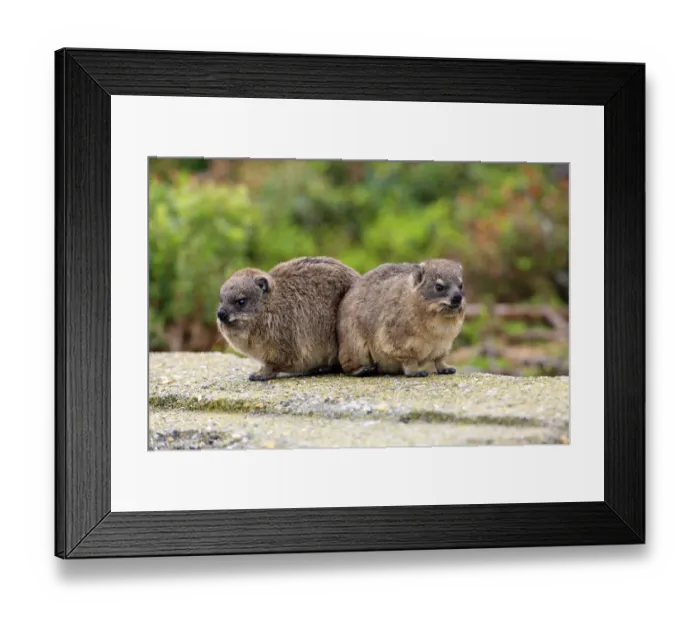 Framed Print : Rock Hyraxes -Procavia capensis-, two young, Bettys Bay, Western Cape, South Africa