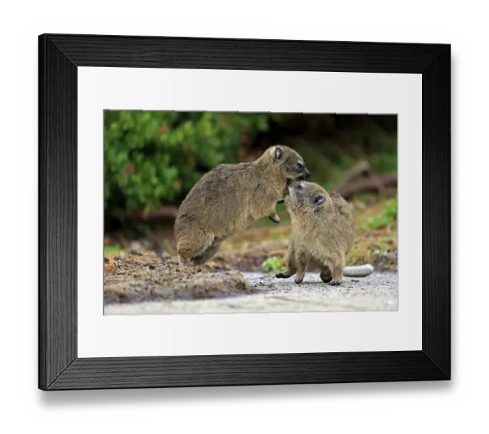 Framed Print : Rock Hyraxes -Procavia capensis-, two young quarreling or fighting, Bettys Bay, Western Cape, South Africa Framed Print : Rock Hyraxes -Procavia capensis-, two young quarreling or fighting, Bettys Bay, Western Cape, South Africa