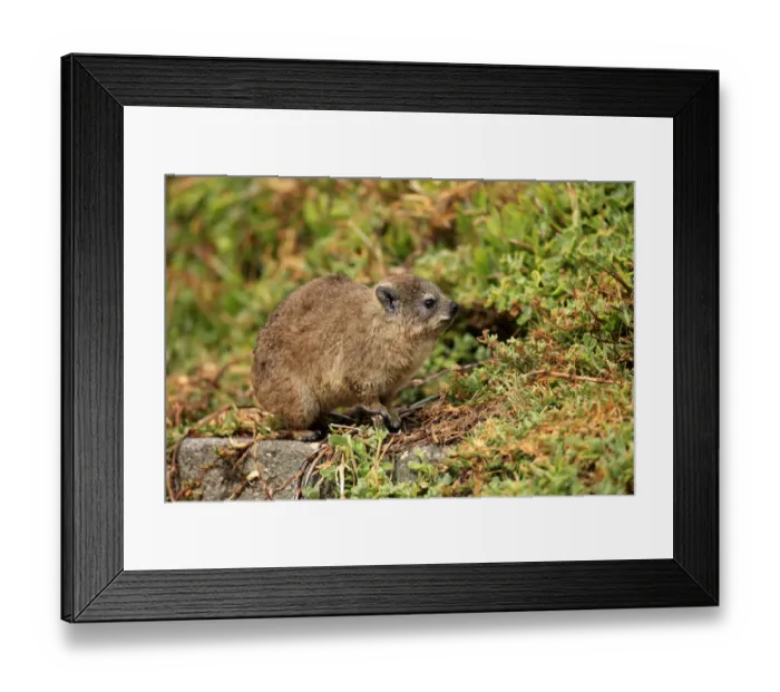Framed Print : Rock Hyrax -Procavia capensis-, young, Bettys Bay, Western Cape, South Africa Framed Print : Rock Hyrax -Procavia capensis-, young, Bettys Bay, Western Cape, South Africa
