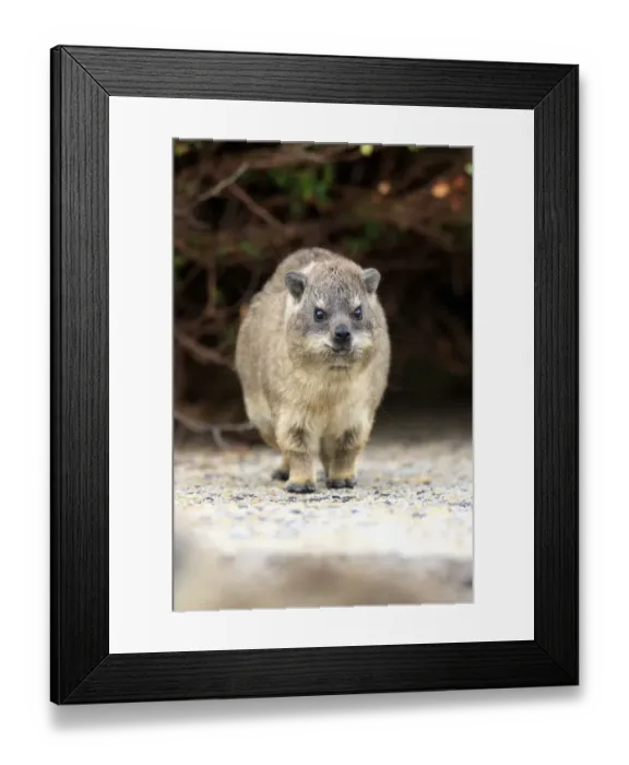Framed Print : Rock Hyrax -Procavia capensis-, young, Bettys Bay, Western Cape, South Africa Framed Print : Rock Hyrax -Procavia capensis-, young, Bettys Bay, Western Cape, South Africa
