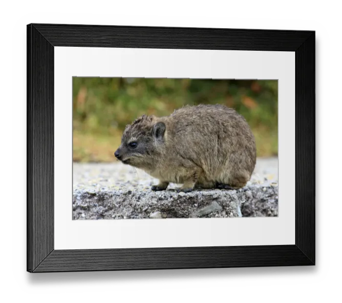 Framed Print : Rock Hyrax -Procavia capensis-, young, Bettys Bay, Western Cape, South Africa Framed Print : Rock Hyrax -Procavia capensis-, young, Bettys Bay, Western Cape, South Africa