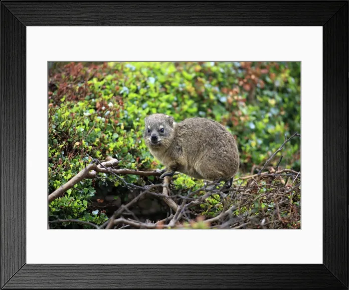 Framed Print : Rock Hyrax -Procavia capensis-, young, Bettys Bay, Western Cape, South Africa Framed Print : Rock Hyrax -Procavia capensis-, young, Bettys Bay, Western Cape, South Africa