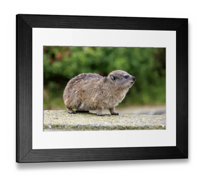 Framed Print : Rock Hyrax -Procavia capensis-, young, Bettys Bay, Western Cape, South Africa Framed Print : Rock Hyrax -Procavia capensis-, young, Bettys Bay, Western Cape, South Africa