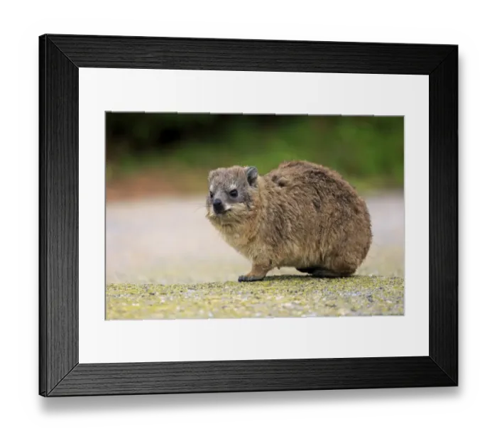 Framed Print : Rock Hyrax -Procavia capensis-, young, Bettys Bay, Western Cape, South Africa Framed Print : Rock Hyrax -Procavia capensis-, young, Bettys Bay, Western Cape, South Africa
