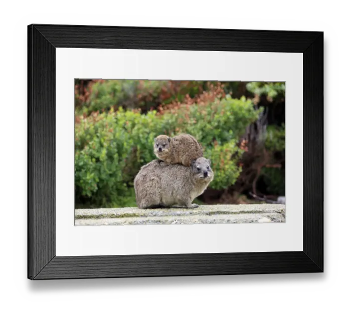 Framed Print : Rock Hyrax -Procavia capensis- adult female with young on back, social behavior, Bettys Bay, Western Cape, South Africa