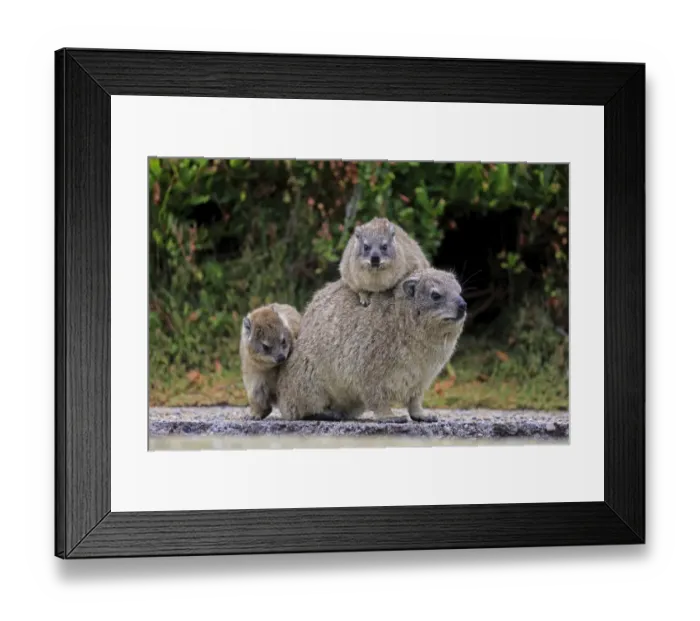 Framed Print : Rock Hyrax -Procavia capensis- adult female with two young, social behavior, Bettys Bay, Western Cape, South Africa Framed Print : Rock Hyrax -Procavia capensis- adult female with two young, social behavior, Bettys Bay, Western Cape, South Africa