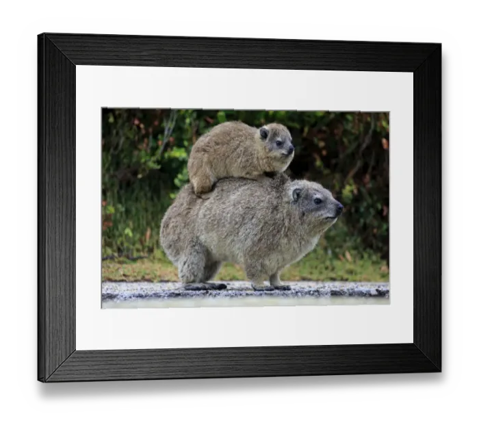 Framed Print : Rock Hyrax -Procavia capensis- adult female with young on back, social behavior, Bettys Bay, Western Cape, South Africa Framed Print : Rock Hyrax -Procavia capensis- adult female with young on back, social behavior, Bettys Bay, Western Cape, South Africa