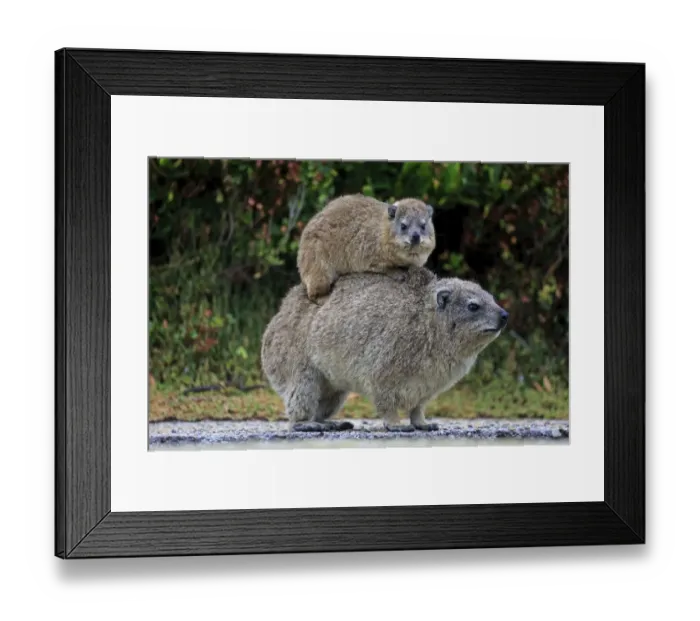 Framed Print : Rock Hyrax -Procavia capensis- adult female with young on back, social behavior, Bettys Bay, Western Cape, South Africa