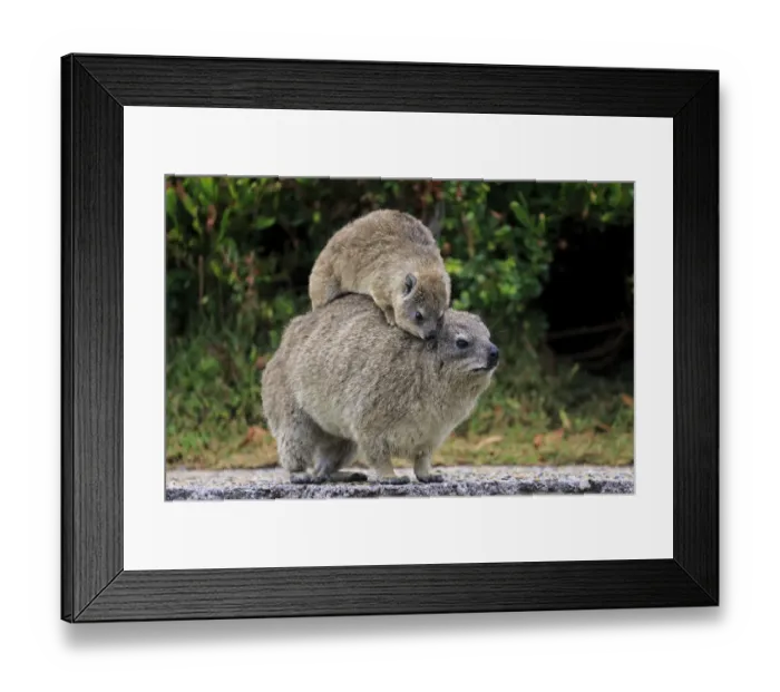 Framed Print : Rock Hyrax -Procavia capensis- adult female with young on back, social behavior, Bettys Bay, Western Cape, South Africa