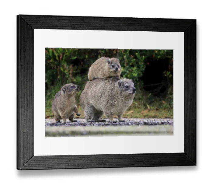 Framed Print : Rock Hyrax -Procavia capensis- adult female with two young, social behavior, Bettys Bay, Western Cape, South Africa Framed Print : Rock Hyrax -Procavia capensis- adult female with two young, social behavior, Bettys Bay, Western Cape, South Africa