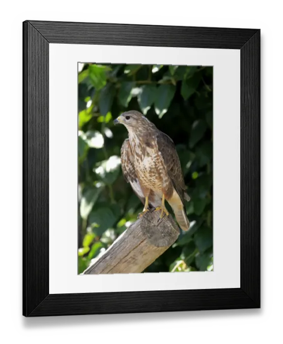 Framed Print : Buzzard -Buteo buteo-, adult on perch, Western Cape, South Africa Framed Print : Buzzard -Buteo buteo-, adult on perch, Western Cape, South Africa