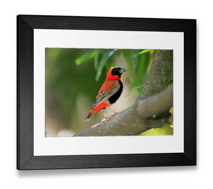 Framed Print : Southern Red Bishop -Euplectes orix-, adult perched on tree, Western Cape, South Africa Framed Print : Southern Red Bishop -Euplectes orix-, adult perched on tree, Western Cape, South Africa