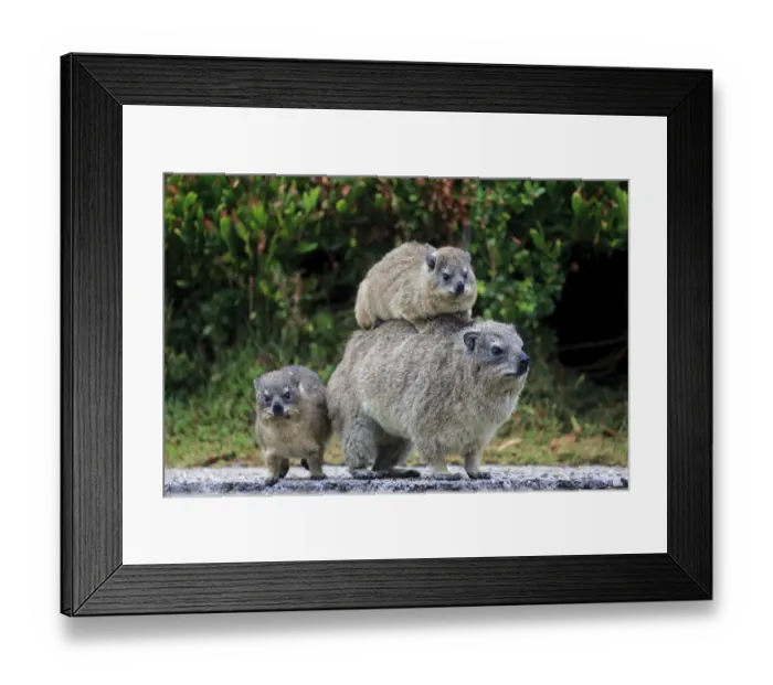 Framed Print : Rock Hyrax -Procavia capensis- adult female with two young, social behavior, Bettys Bay, Western Cape, South Africa Framed Print : Rock Hyrax -Procavia capensis- adult female with two young, social behavior, Bettys Bay, Western Cape, South Africa