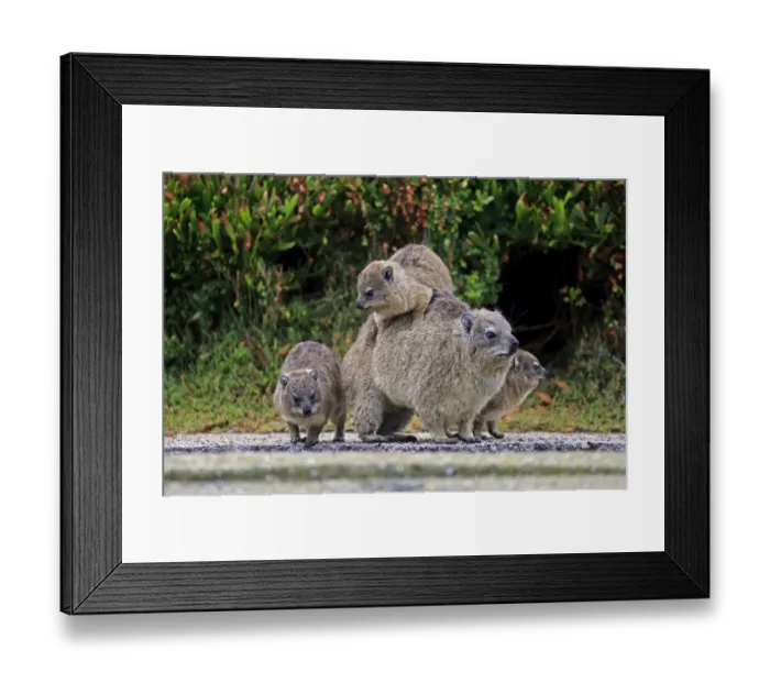 Framed Print : Rock Hyrax -Procavia capensis- adult female with three young, social behavior, Bettys Bay, Western Cape, South Africa Framed Print : Rock Hyrax -Procavia capensis- adult female with three young, social behavior, Bettys Bay, Western Cape, South Africa