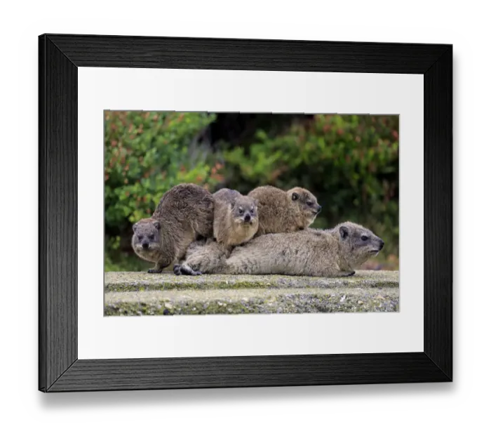 Framed Print : Rock Hyraxes -Procavia capensis- adult female with three young, social behavior, Bettys Bay, Western Cape, South Africa Framed Print : Rock Hyraxes -Procavia capensis- adult female with three young, social behavior, Bettys Bay, Western Cape, South Africa