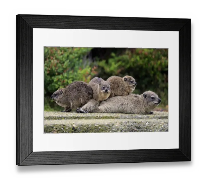 Framed Print : Rock Hyraxes -Procavia capensis- adult female with three young, social behavior, Bettys Bay, Western Cape, South Africa Framed Print : Rock Hyraxes -Procavia capensis- adult female with three young, social behavior, Bettys Bay, Western Cape, South Africa