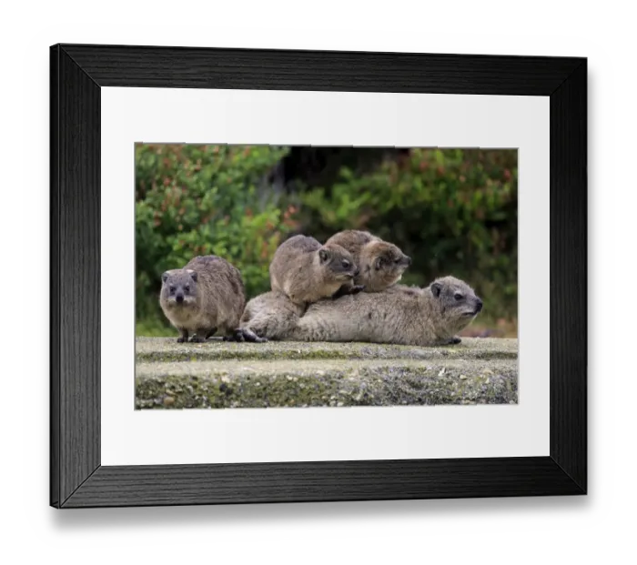 Framed Print : Rock Hyraxes -Procavia capensis- adult female with three young, social behavior, Bettys Bay, Western Cape, South Africa Framed Print : Rock Hyraxes -Procavia capensis- adult female with three young, social behavior, Bettys Bay, Western Cape, South Africa