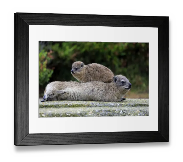 Framed Print : Rock Hyraxes -Procavia capensis- adult female with young on back, social behavior, Bettys Bay, Western Cape, South Africa Framed Print : Rock Hyraxes -Procavia capensis- adult female with young on back, social behavior, Bettys Bay, Western Cape, South Africa