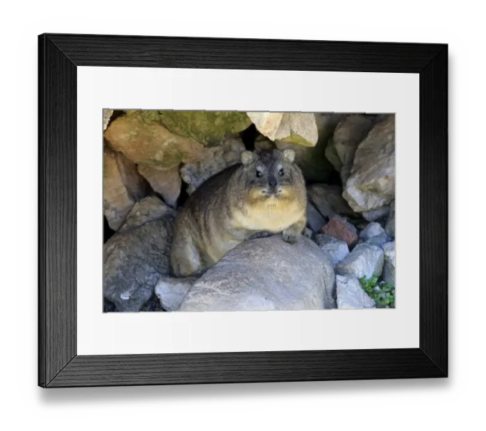 Framed Print : Rock Hyrax -Procavia capensis-, adult at burrow, Bettys Bay, Western Cape, South Africa