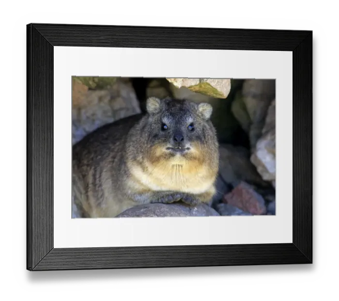 Framed Print : Rock Hyrax -Procavia capensis-, adult at burrow, Bettys Bay, Western Cape, South Africa Framed Print : Rock Hyrax -Procavia capensis-, adult at burrow, Bettys Bay, Western Cape, South Africa
