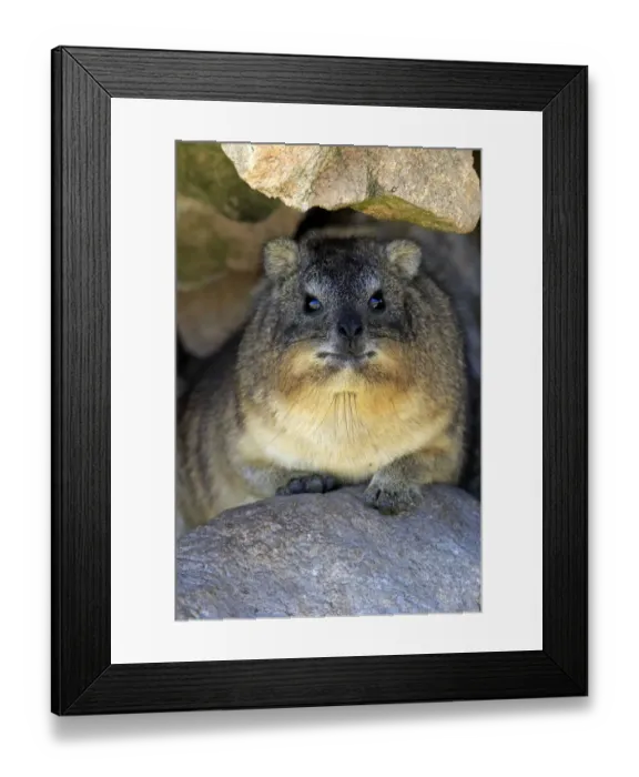 Framed Print : Rock Hyrax -Procavia capensis-, adult at burrow, Bettys Bay, Western Cape, South Africa Framed Print : Rock Hyrax -Procavia capensis-, adult at burrow, Bettys Bay, Western Cape, South Africa