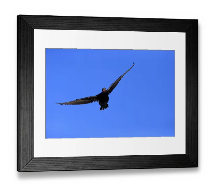 Framed Print : Cape Cormorant -Phalacrocorax capensis-, in flight, Bettys Bay, Western Cape, South Africa