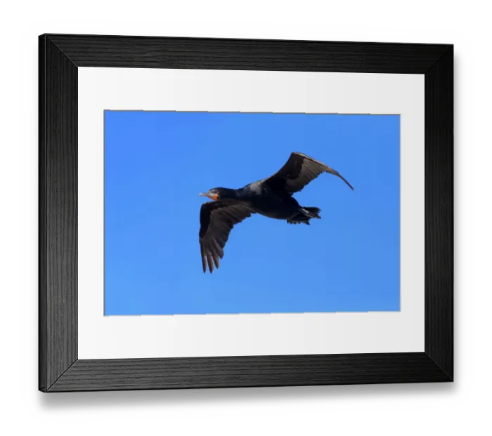 Framed Print : Cape Cormorant -Phalacrocorax capensis-, in flight, Bettys Bay, Western Cape, South Africa