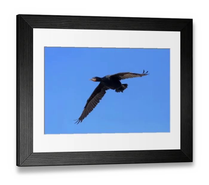 Framed Print : Cape Cormorant -Phalacrocorax capensis-, in flight, Bettys Bay, Western Cape, South Africa Framed Print : Cape Cormorant -Phalacrocorax capensis-, in flight, Bettys Bay, Western Cape, South Africa