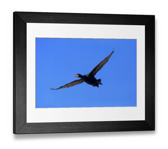 Framed Print : Cape Cormorant -Phalacrocorax capensis-, in flight, Bettys Bay, Western Cape, South Africa Framed Print : Cape Cormorant -Phalacrocorax capensis-, in flight, Bettys Bay, Western Cape, South Africa
