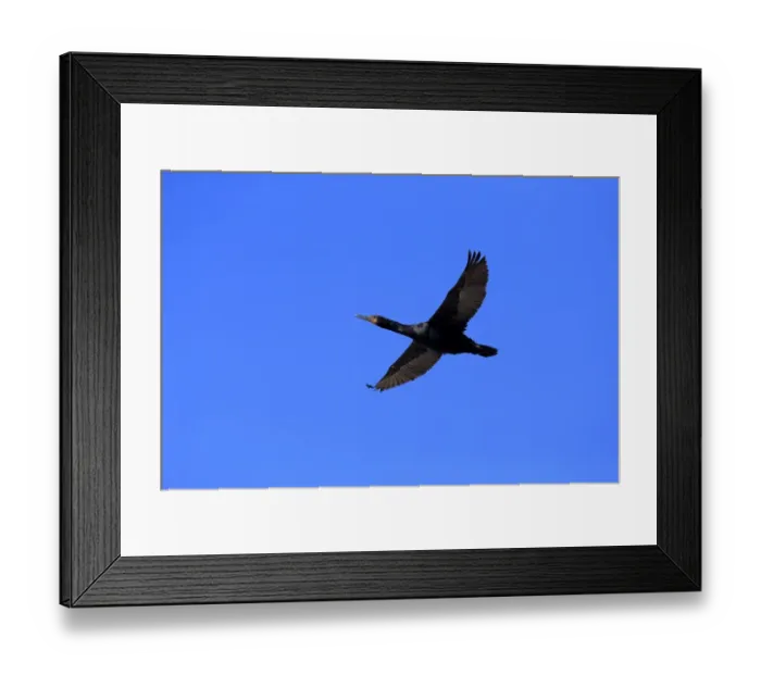 Framed Print : Cape Cormorant -Phalacrocorax capensis-, in flight, Bettys Bay, Western Cape, South Africa Framed Print : Cape Cormorant -Phalacrocorax capensis-, in flight, Bettys Bay, Western Cape, South Africa