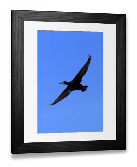 Framed Print : Cape Cormorant -Phalacrocorax capensis-, in flight, Bettys Bay, Western Cape, South Africa Framed Print : Cape Cormorant -Phalacrocorax capensis-, in flight, Bettys Bay, Western Cape, South Africa