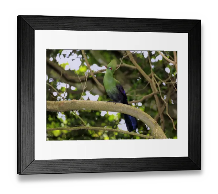 Framed Print : Knysna Turaco or Knysna Lourie -Tauraco corythaix-, adult bird perched on tree, Knysna, Eastern Cape, South Africa Framed Print : Knysna Turaco or Knysna Lourie -Tauraco corythaix-, adult bird perched on tree, Knysna, Eastern Cape, South Africa