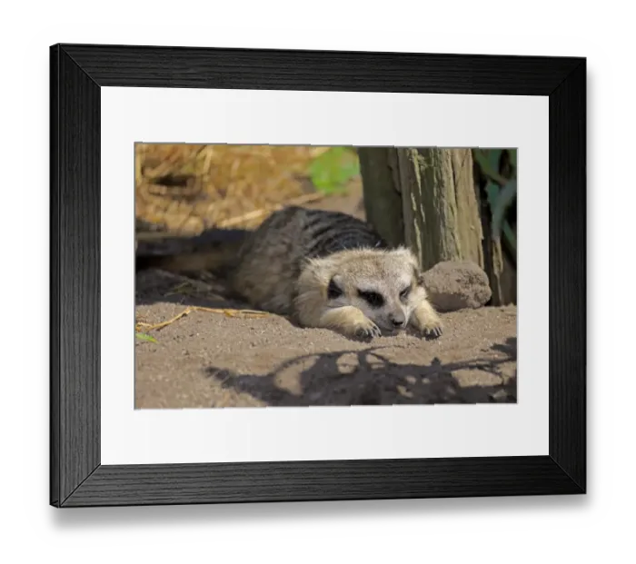 Framed Print : Meerkat -Suricata suricatta-, adult resting, Little Karoo, Western Cape, South Africa