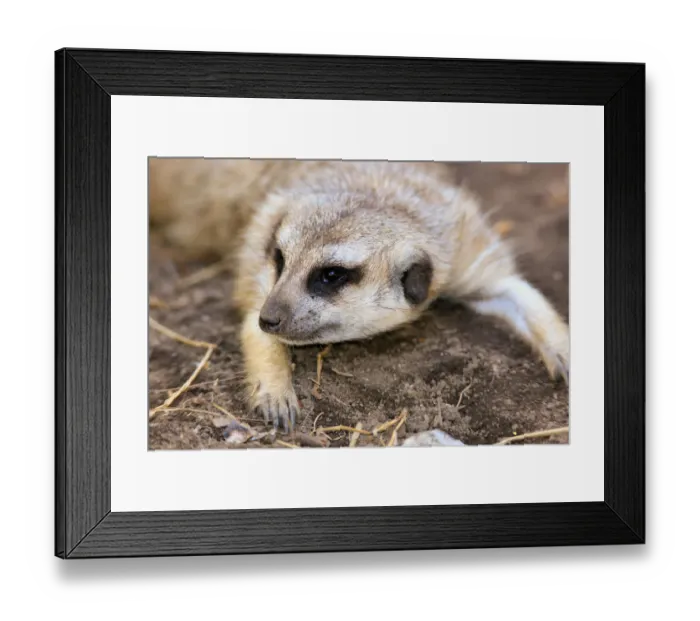 Framed Print : Meerkat -Suricata suricatta- adult, portrait, Little Karoo, Western Cape, South Africa Framed Print : Meerkat -Suricata suricatta- adult, portrait, Little Karoo, Western Cape, South Africa