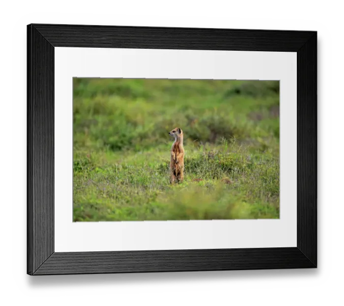 Framed Print : Yellow Mongoose -Cynictis penicillata-, adult standing upright, alert, Addo Elephant National Park, Eastern Cape, South Africa Framed Print : Yellow Mongoose -Cynictis penicillata-, adult standing upright, alert, Addo Elephant National Park, Eastern Cape, South Africa