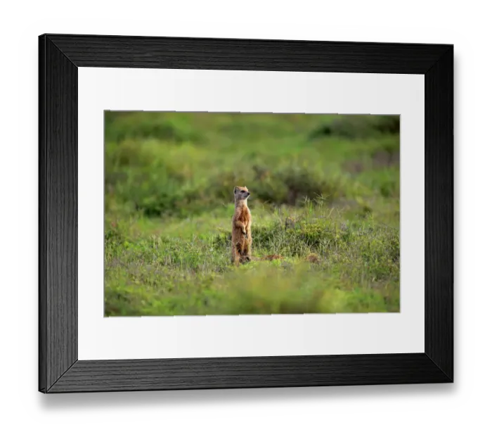 Framed Print : Yellow Mongoose -Cynictis penicillata-, adult standing upright, alert, Addo Elephant National Park, Eastern Cape, South Africa Framed Print : Yellow Mongoose -Cynictis penicillata-, adult standing upright, alert, Addo Elephant National Park, Eastern Cape, South Africa