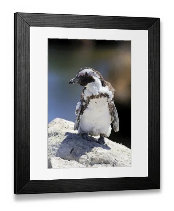Framed Print : African Penguin or Jackass Penguin -Spheniscus demersus-, adult on rock, moulting, Bettys Bay, Western Cape, South Africa
