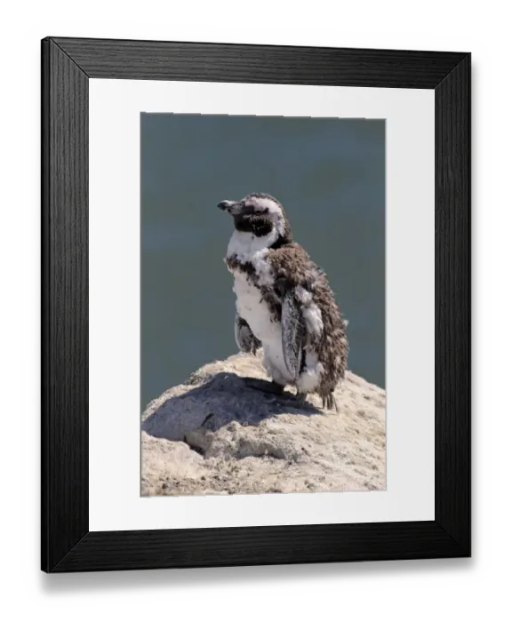 Framed Print : African Penguin or Jackass Penguin -Spheniscus demersus-, adult on rock, moulting, Bettys Bay, Western Cape, South Africa