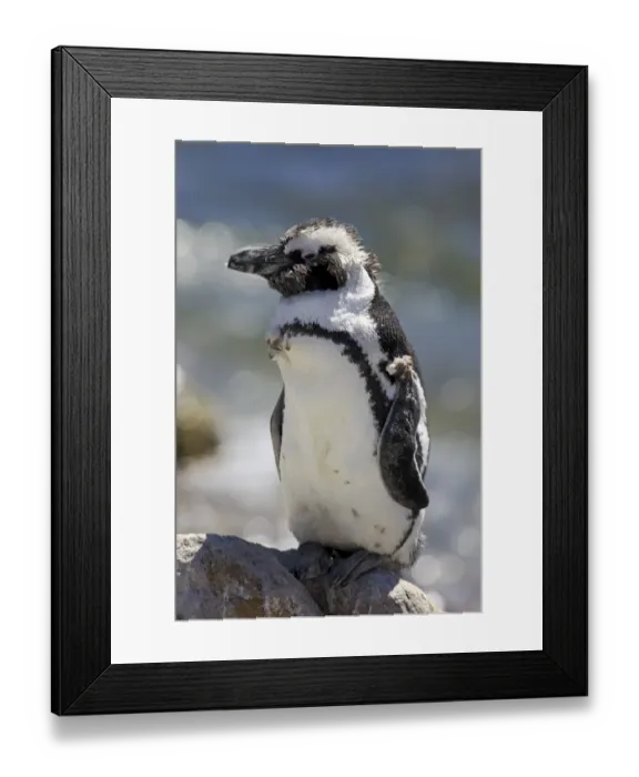 Framed Print : African Penguin or Jackass Penguin -Spheniscus demersus-, adult on rock, moulting, Bettys Bay, Western Cape, South Africa