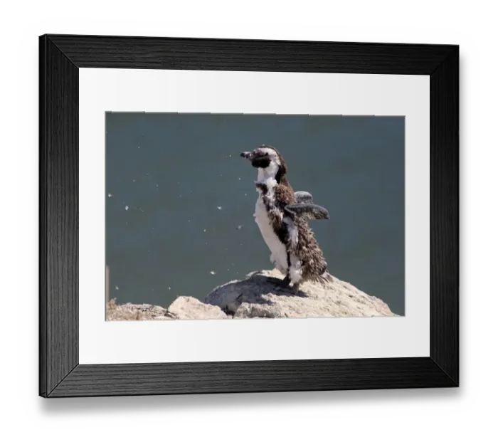Framed Print : African Penguin or Jackass Penguin -Spheniscus demersus-, adult on rock, moulting, Bettys Bay, Western Cape, South Africa Framed Print : African Penguin or Jackass Penguin -Spheniscus demersus-, adult on rock, moulting, Bettys Bay, Western Cape, South Africa