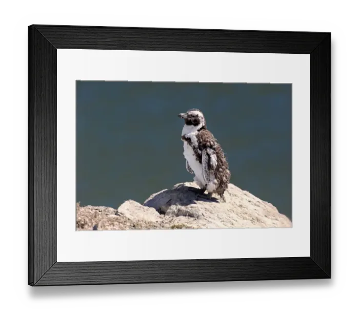 Framed Print : African Penguin or Jackass Penguin -Spheniscus demersus-, adult on rock, moulting, Bettys Bay, Western Cape, South Africa Framed Print : African Penguin or Jackass Penguin -Spheniscus demersus-, adult on rock, moulting, Bettys Bay, Western Cape, South Africa