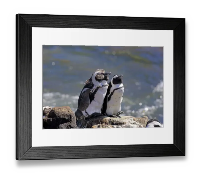 Framed Print : African Penguins or Jackass Penguins -Spheniscus demersus-, pair on rocks, Bettys Bay, Western Cape, South Africa