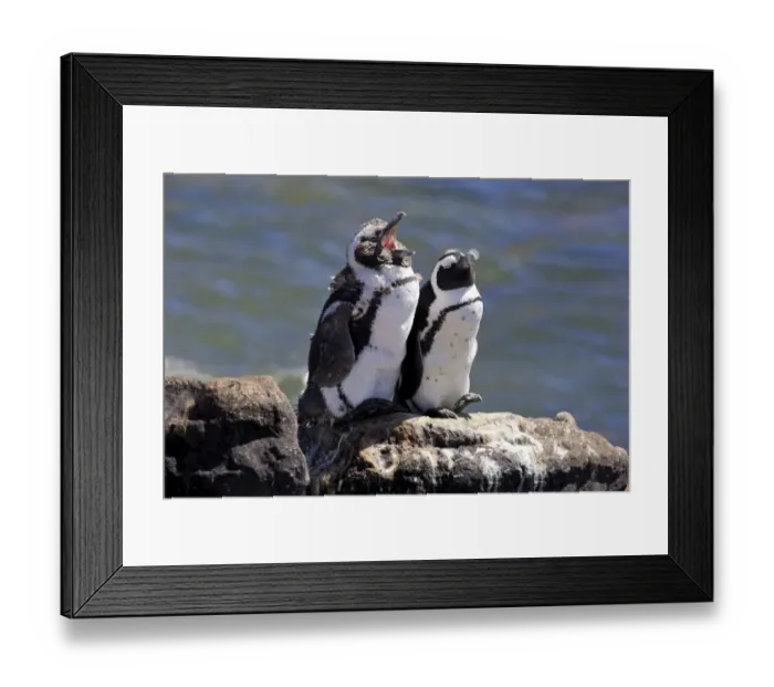 Framed Print : African Penguins or Jackass Penguins -Spheniscus demersus-, pair on rocks, yawning, Bettys Bay, Western Cape, South Africa Framed Print : African Penguins or Jackass Penguins -Spheniscus demersus-, pair on rocks, yawning, Bettys Bay, Western Cape, South Africa