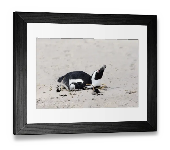Framed Print : African Penguin or Jackass Penguin -Spheniscus demersus-, adult incubating eggs, Boulders Beach, Simons Town, Western Cape, South Africa