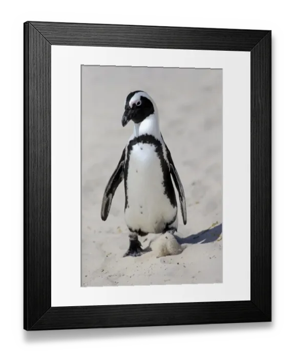 Framed Print : African Penguin or Jackass Penguin -Spheniscus demersus-, adult on the beach in the breeding area, Boulders Beach, Simons Town, Western Cape, South Africa