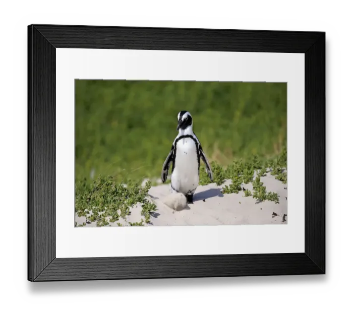 Framed Print : African Penguin or Jackass Penguin -Spheniscus demersus-, adult in the breeding area, Boulders Beach, Simons Town, Western Cape, South Africa Framed Print : African Penguin or Jackass Penguin -Spheniscus demersus-, adult in the breeding area, Boulders Beach, Simons Town, Western Cape, South Africa