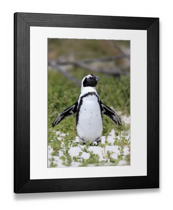 Framed Print : African Penguin or Jackass Penguin -Spheniscus demersus-, adult with spread wings, Boulders Beach, Simons Town, Western Cape, South Africa Framed Print : African Penguin or Jackass Penguin -Spheniscus demersus-, adult with spread wings, Boulders Beach, Simons Town, Western Cape, South Africa